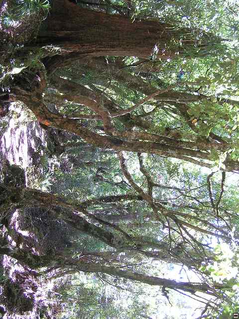 NZ leden-unor 2006 253.jpg